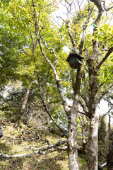 bird nest in the forest