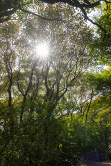 sun shining through trees