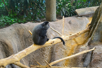 Monkey Sitting on a Tree Branch in Natural Zoo Habitat