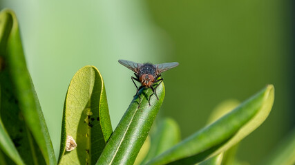 Fly perched on a leaf. Macro photography.