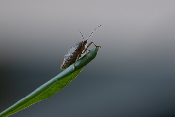 A stink bug perched on a leaf. Macro photography.