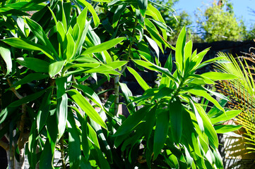 Bright Green Tropical Foliage in Sunlight