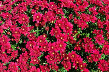 Vibrant Red Chrysanthemums in Full Bloom