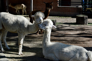 Obraz premium Two white alpacas interacting closely in the foreground with other alpacas and a wooden stump visible in the background of their enclosure.