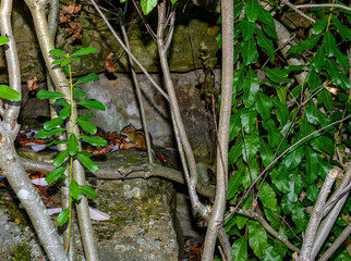 Detailed view of dense forest foliage and branches with a hidden chipmunk sitting on an old, mossy stone wall.