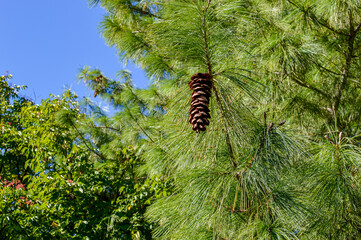 Pine Tree Branch with Long Needles and Brown Cone in Sunlight