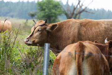 cow in the field