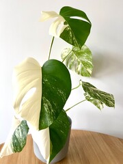 Monstera Albo variegated plant close up
