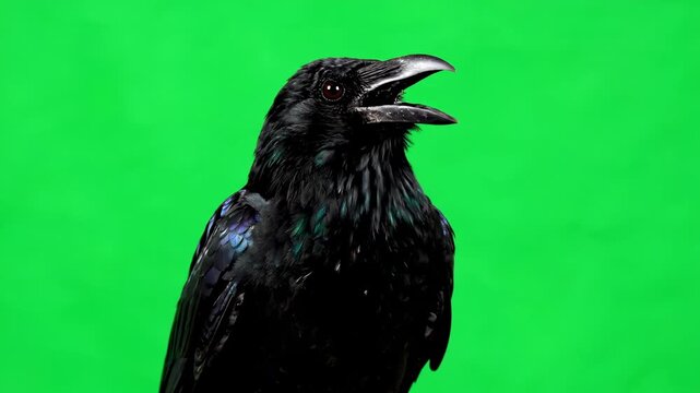A majestic black raven cawing loudly and looking around with watchful eyes on a solid green screen crow, intelligence, bird
