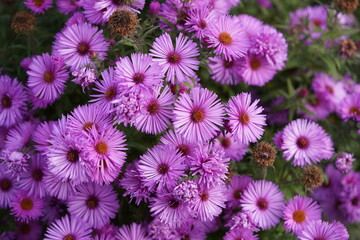 The rough-leaf aster (Symphyotrichum novae-angliae (L.) G. L. Nesom; syn.: Aster novae-angliae L.),...