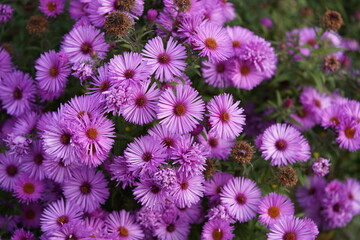 The rough-leaf aster (Symphyotrichum novae-angliae (L.) G. L. Nesom; syn.: Aster novae-angliae L.),...