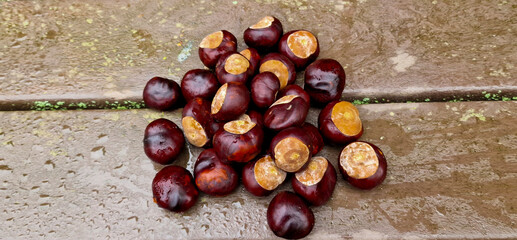 A pile of horse chestnuts, or conkers, on a park bench