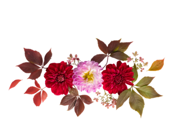 Elegant floral composition with red and pink dahlia flowers and autumn leaves on a transparent background. Delicate and natural botanical arrangement for design projects.