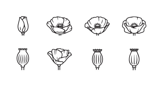 Collection of hand-drawn poppy flowers and seed pods botanical study in sketch style vector