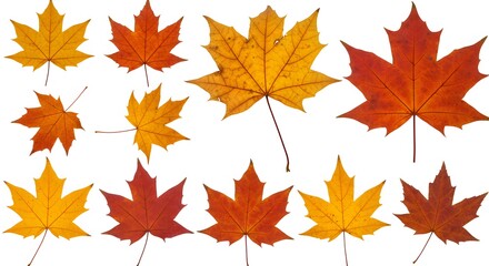 Autumn maple leaves collection
