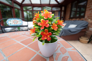 plants in conservatory