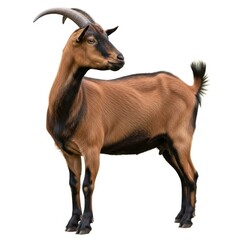 Fototapeta premium Majestic brown goat standing proudly against isolated on white background