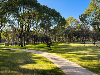 Tranquil Pathway Through Lush Greenery on a Bright Sunny Day