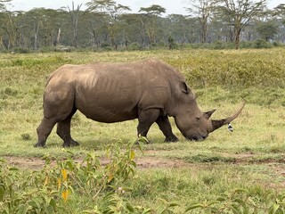 Obraz premium rhino in the wild