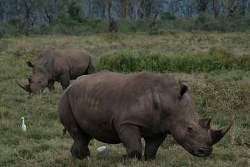 Obraz premium rhino in the wild