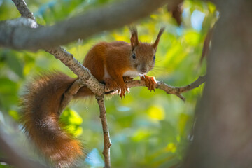 A Eurasian red squirrel sits on a tree branch against a backdrop of green foliage. A close-up of a wild forest animal.
