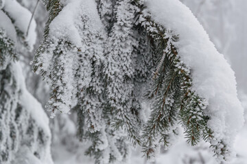 Snow-Covered Evergreen Branch with Powdery Snow and Blurred Winter Forest Background