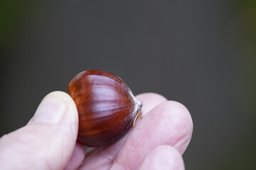Fruit of Castanea sativa, the sweet chestnut, Spanish chestnut or just chestnut, is a species of...