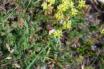 Schmetterling auf Fetthenne