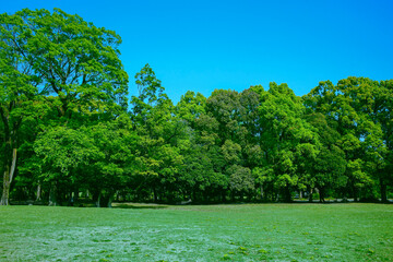 緑の公園