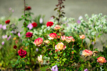 Beautiful bright flowers in a flowerbed in the last days of summer.