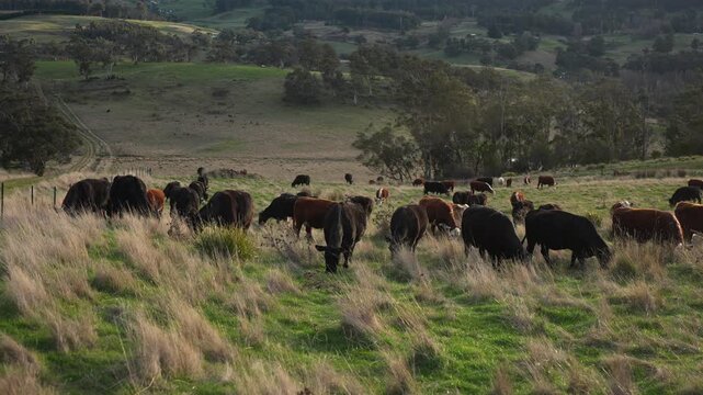 Close up of Stud Beef bulls and cows grazing on grass in a field, in Australia. eating hay and silage. breeds include speckled park, murray grey, angus, brangus and wagyu.	
