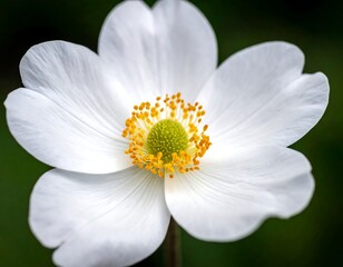 Close-up of a white flower (7)