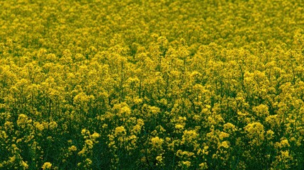 Obraz premium Expansive field of blooming yellow flowers stretches toward the horizon under bright sunlight.