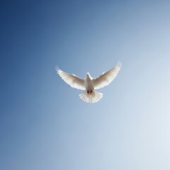 Dove in Flight - A Symbol of Peace and Freedom.