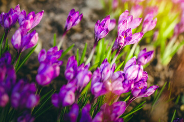 Fototapeta premium first spring purple sprouts