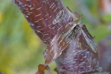 Copper birch (betula) Hanover - Berggarten, Germany.
