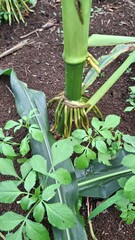 corn roots stithe roots of the corn plant are starting to appearcking out of the ground