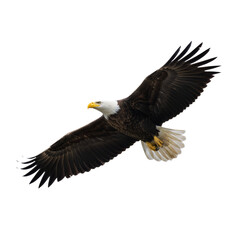 Fototapeta premium Majestic Bald Eagle Portrait on Transparent Ground, Symbolizing Freedom and Independence