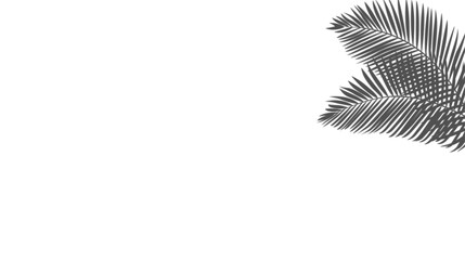 Palm Leaf Shadow Overlay Effect Isolated on Transparent Background