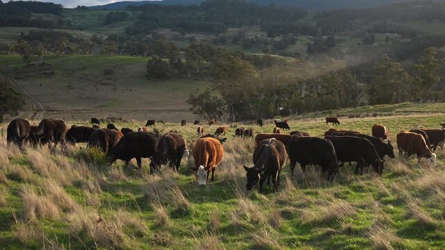 Close up of Stud Beef bulls and cows grazing on grass in a field, in Australia. eating hay and silage. breeds include speckled park, murray grey, angus, brangus and wagyu.	
