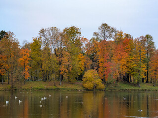 Bright autumn trees on the lake shore in the park