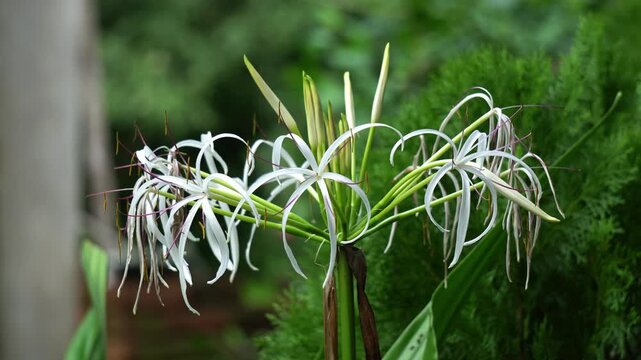 Crinum lily flower in the garden. White flower on wind.