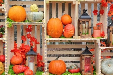 Harvest decoration with squashes, lanterns for Thanksgiving or Halloween. Composition of wooden box with assorted fall rustic produce. Seasonal still life of pumpkins and gourds on wooden shelves