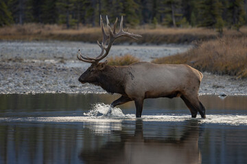 Bull elk during the rut