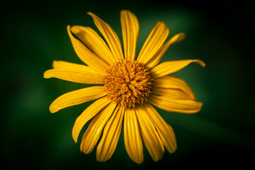 A beautiful yellow daisy blossom in nature green background.