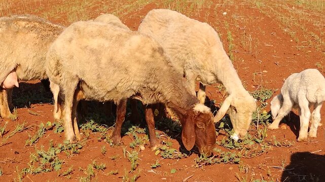Awassi sheep grazing freely on wild plants in Aleppo, Syria. Organic farming and animal welfare produce high-quality milk and meat. Ideal for documentaries, rural life, and sustainable agriculture.