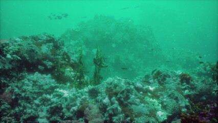 Fototapeta premium Colorful corals and diverse fish populate a beautiful underwater scene. This serene view showcases the vibrant ecosystem of a coral reef, teeming with life and color.