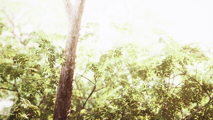 Warm sunlight gently illuminates vibrant green leaves on tall trees, creating a peaceful atmosphere in a tranquil forest during a calm afternoon.