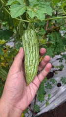 local bitter melon plant that has a bitter taste, the photo from the front looks fresh