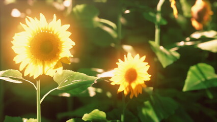 Radiant sunflowers stand tall in a lush green garden, soaking up the golden sunlight on a vibrant summer afternoon. Bees buzz around, adding life to this serene scene.